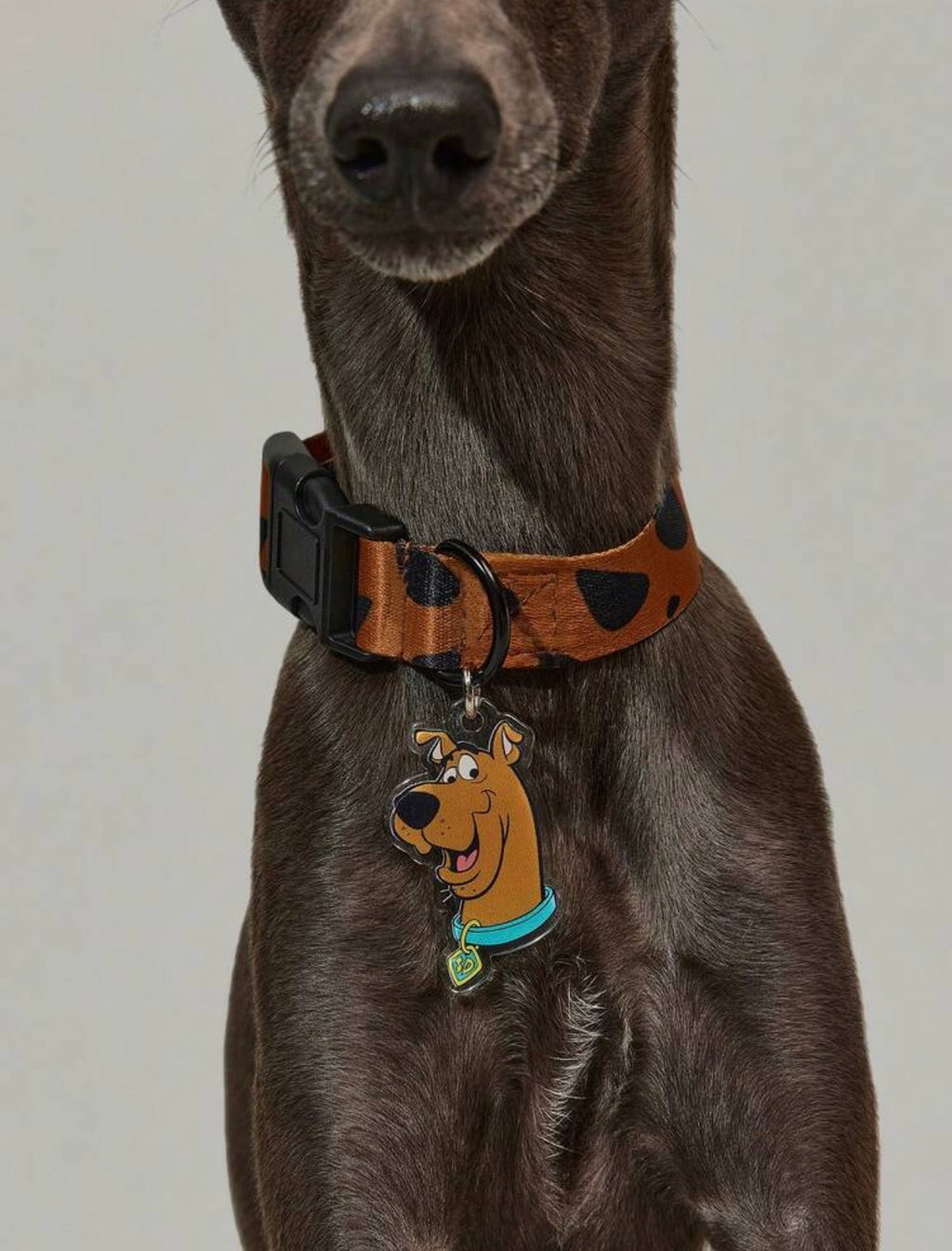 SCOOBY-COLLARCITOS