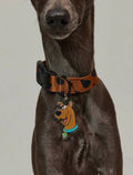 SCOOBY-COLLARCITOS