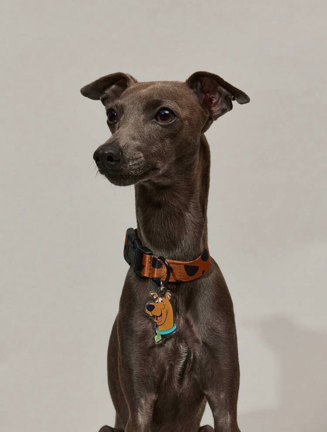 SCOOBY-COLLARCITOS